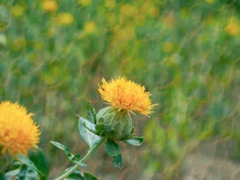 홍화씨 효능 영양성분 홍화씨유 먹는법_21