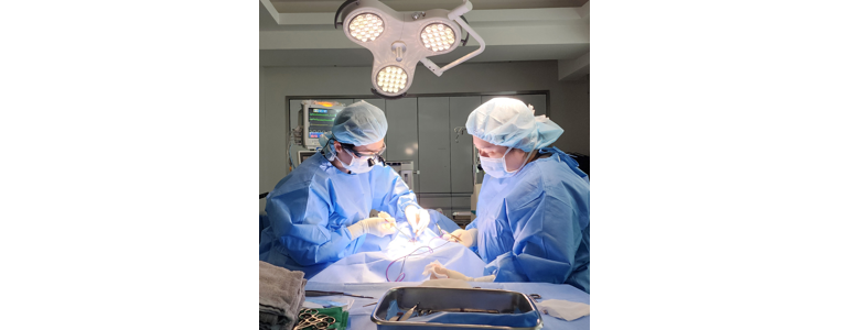 안양 동안구 동물병원