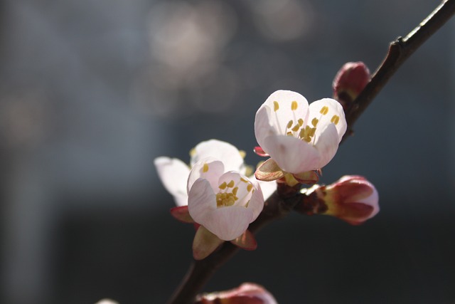 살구꽃