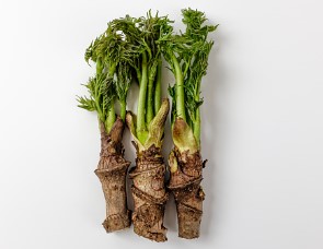 두릅의 건강한 매력과 다채로운 맛