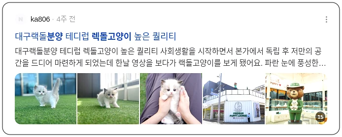 렉돌 고양이 분양_2_subsection