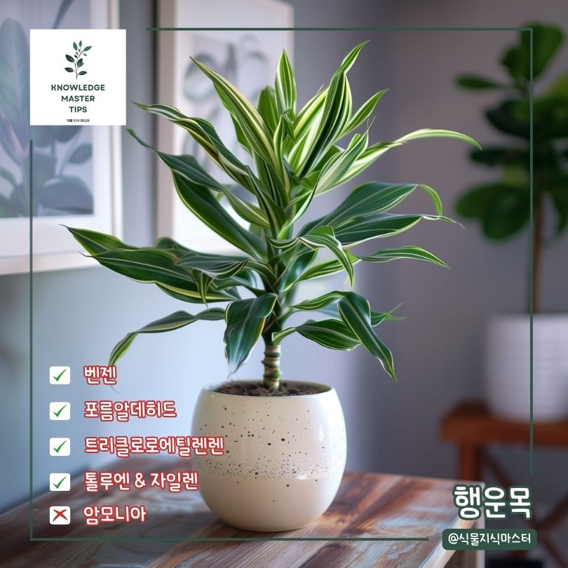 새집증후군 식물 행운목