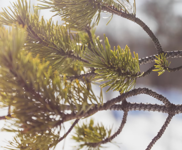 송화가루 효능 : 면역력