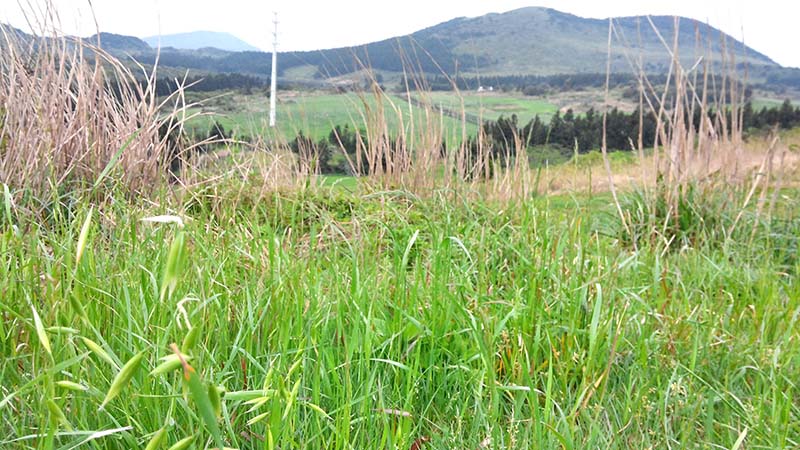 문석이오름과 동검은이오름