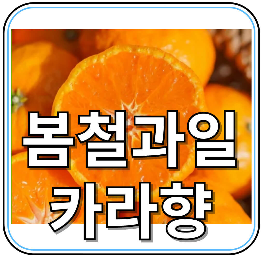 카라향, 봄을 깨우는 달콤한 선물!
