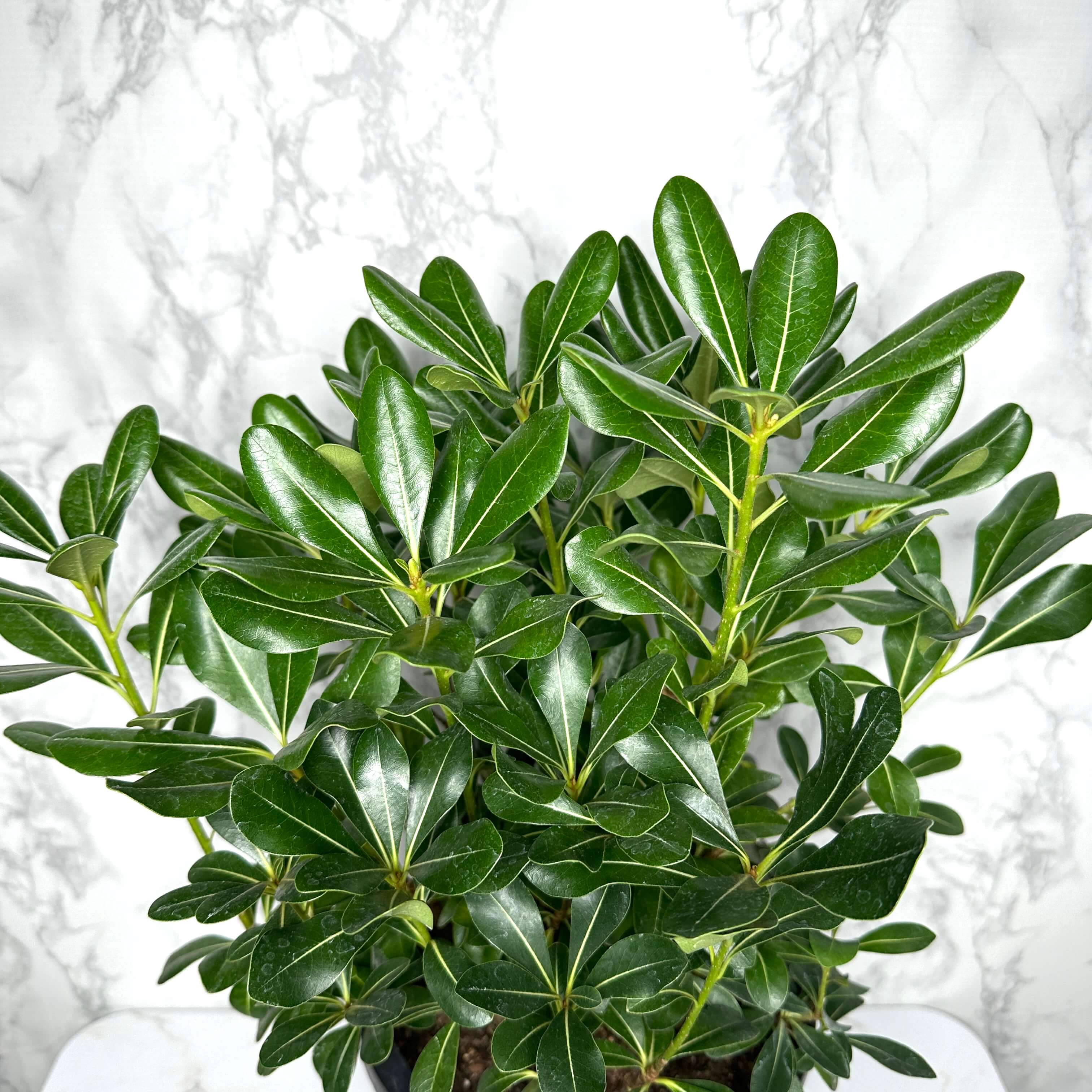 만리향 나무 키우기