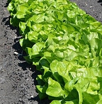 8월에 심는 작물