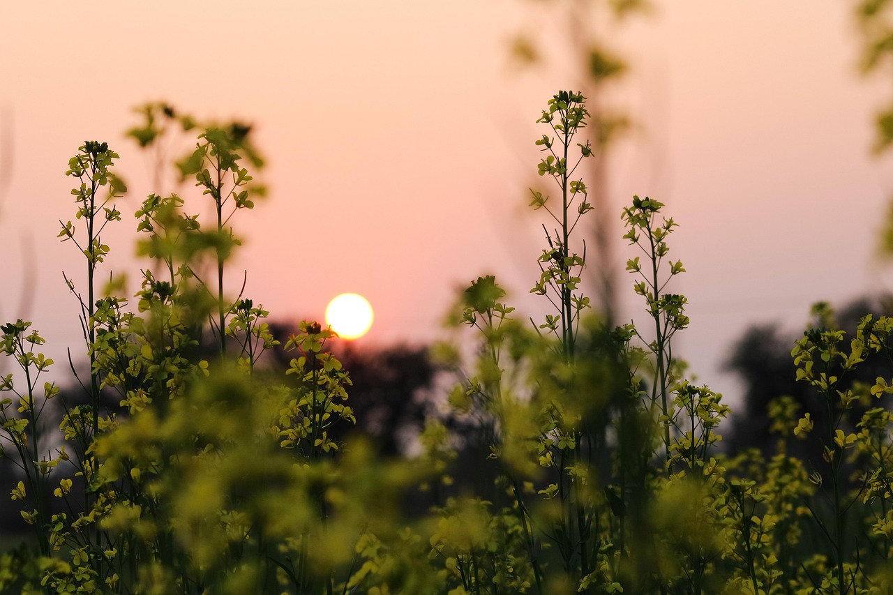 썸씽 로튼! 뮤지컬 관련 사진