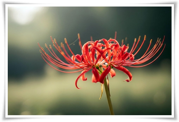 화초 "꽃무릇" 잎 없는 꽃, 가을 정원의 매혹적인 붉은 여왕!