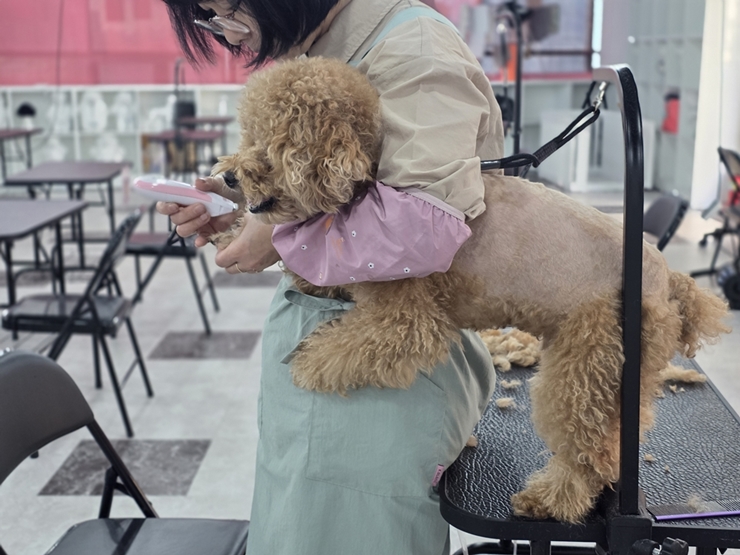인천 애견미용학원 비용