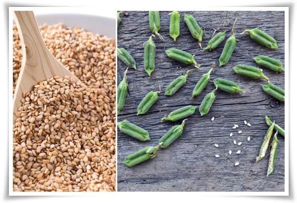 텃밭 "5월, 참깨 심으세요!" 향긋한 꼬소함이 톡톡, 텃밭에서 직접 키우기!