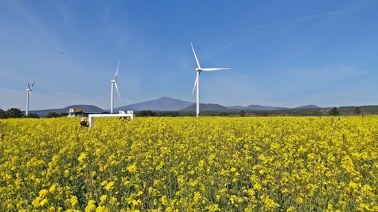 4월 봄 제주 가볼만한곳 명소 TOP 05 데이트 주말 나들이 추천