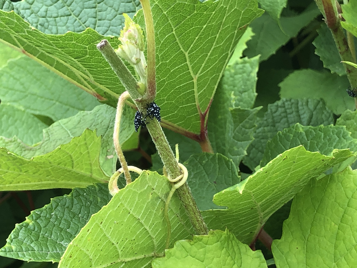 주홍날개꽃매미3