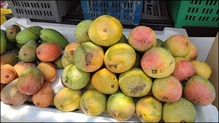 노란빛과 붉은 빛이 도는 애플 망고