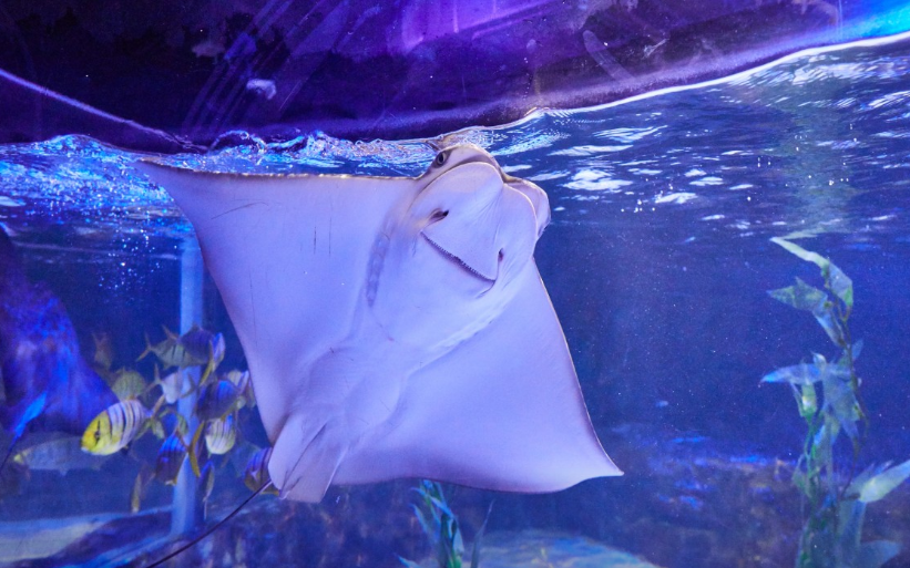 부산아쿠아리움 씨라이프 가오리