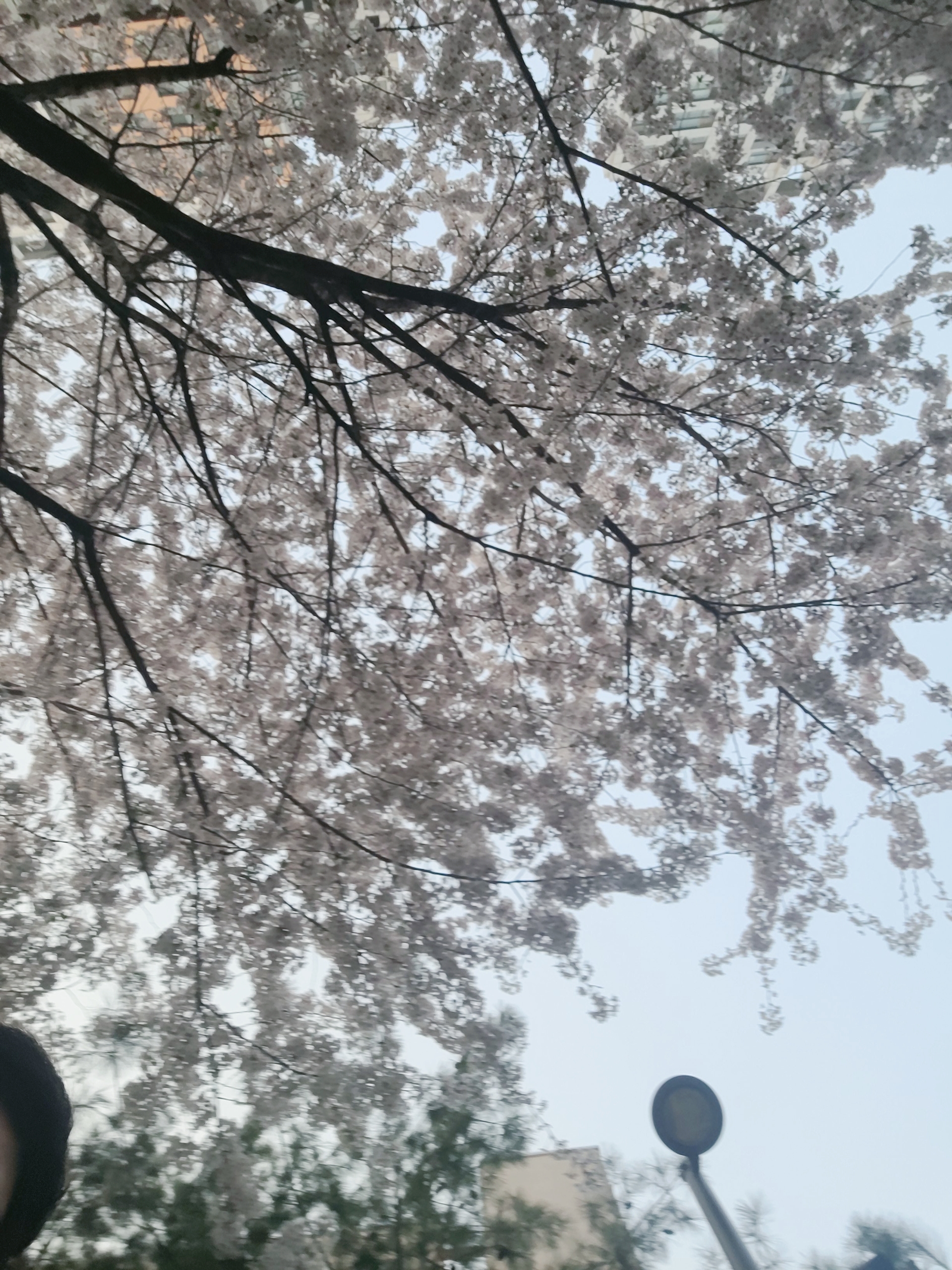 공덕역 경의선 숲길 벚꽃 구경 플레이스