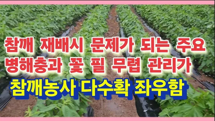 참깨 재배 돌려짓기 도복 방지 탈립 주의_7