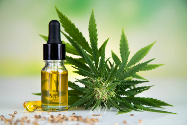 대마종자유 관련 사진