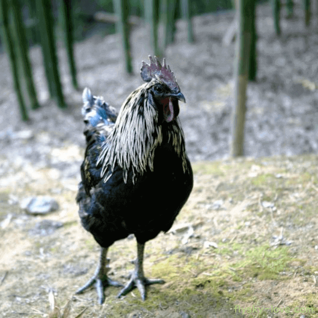 뼈를 튼튼하게 해주는 오골계