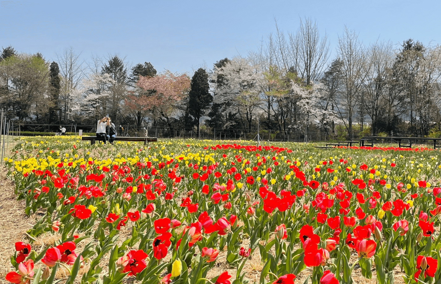 2023 파주 벽초지수목원 백만송이 봄꽃축제