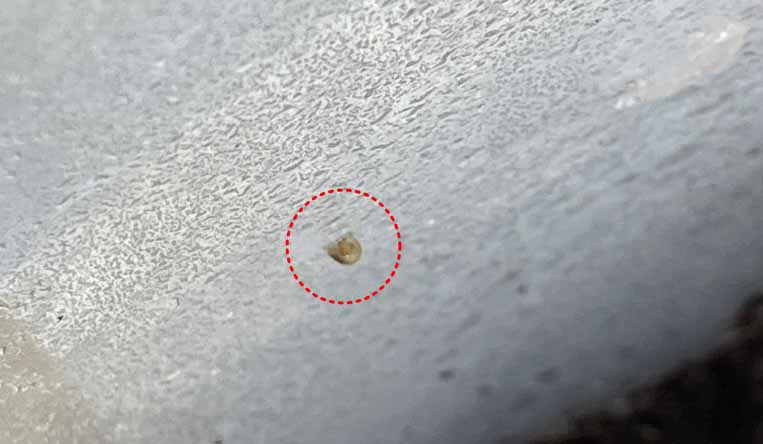 달팽이키우기-달팽이알부화관리