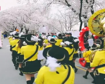 안동 벚꽃축제_15