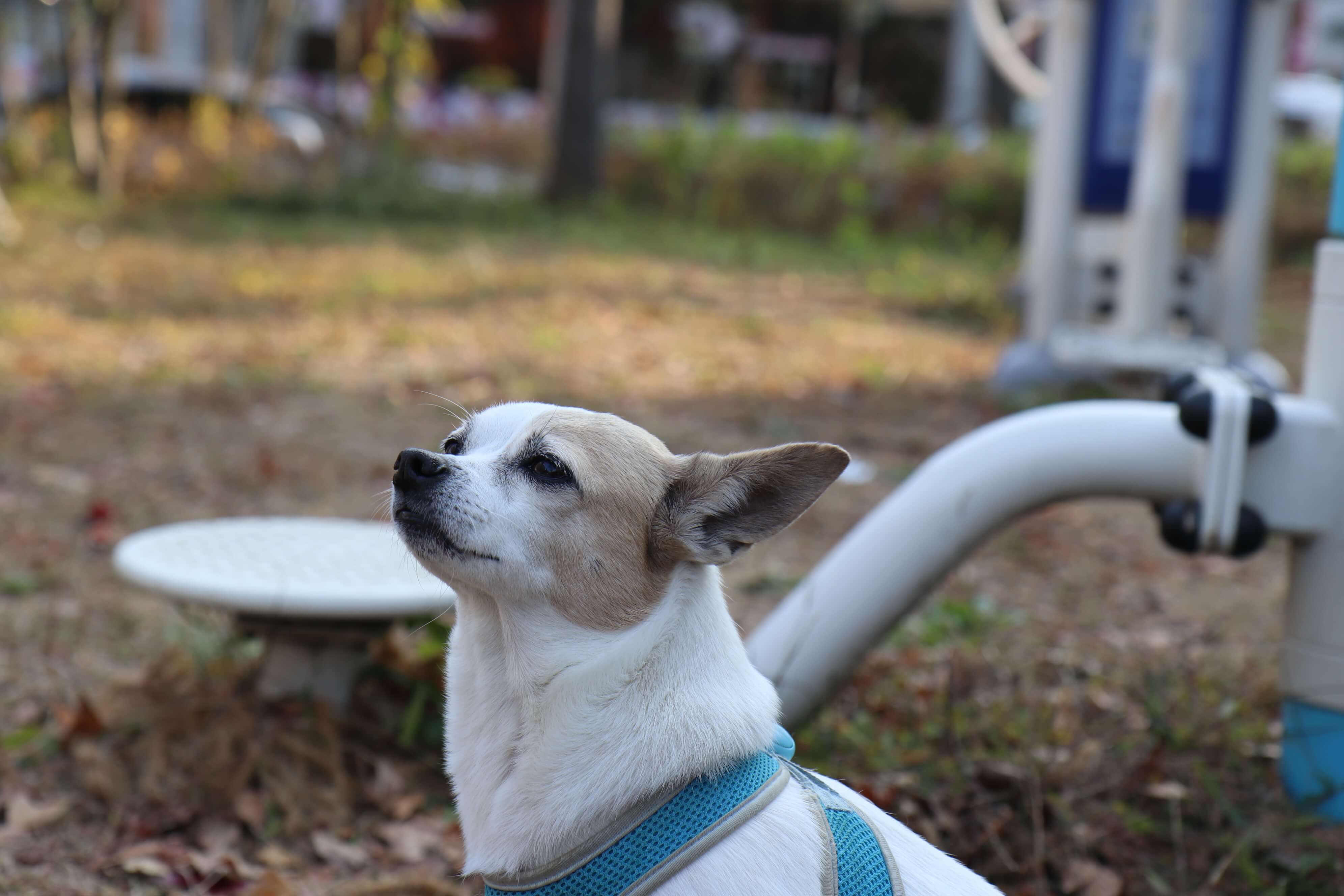 개 한마리