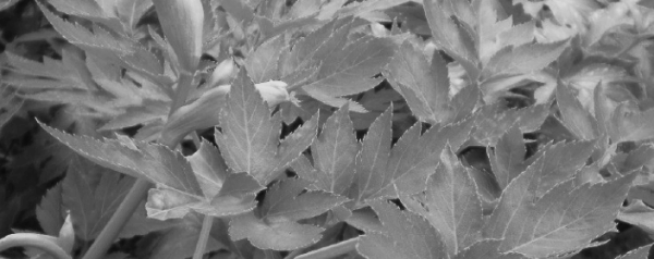 신선초 효능 (고혈압, 저혈압, 동맥경화, 어깨통, 빈혈)