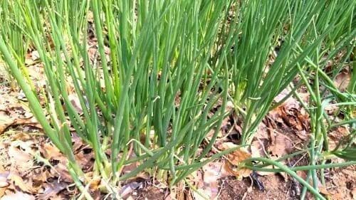 쪽파재배-씨쪽파-종구-휴면타파-종자-파종시기-수확시기