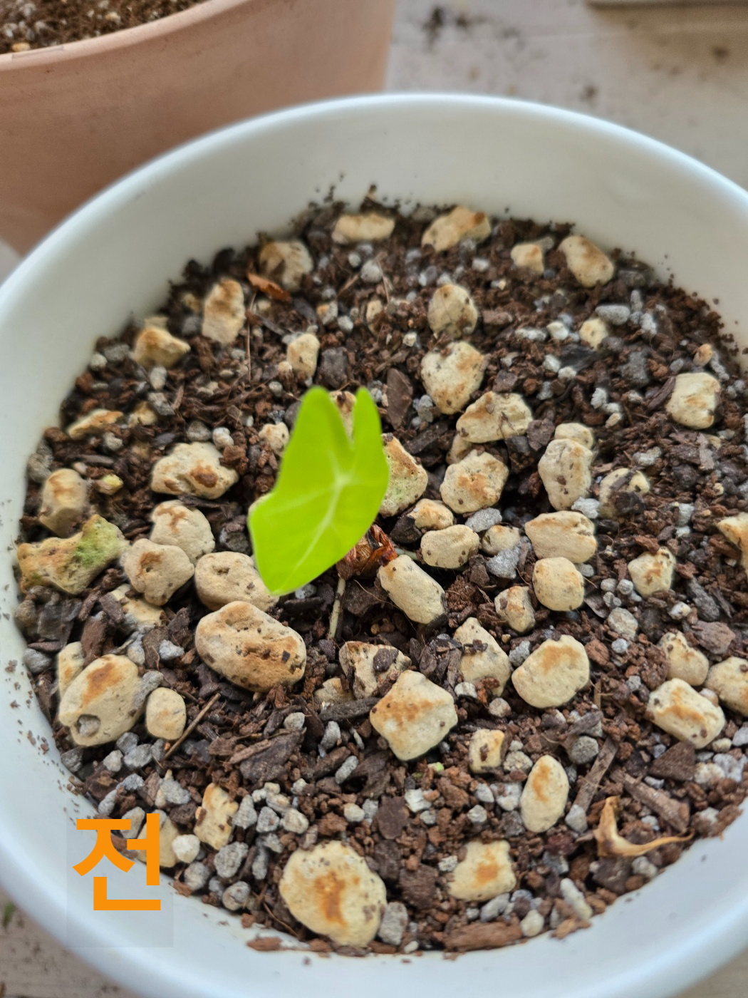 프라이덱 분갈이 전