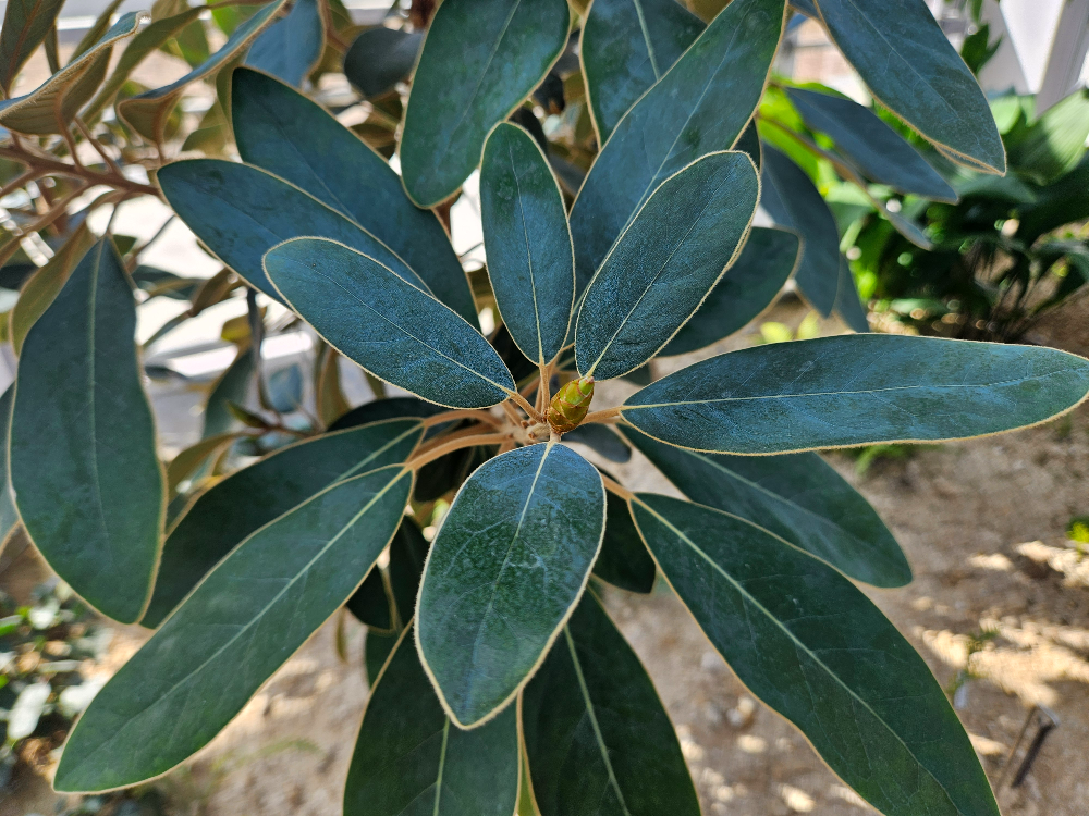 까마귀쪽나무 잎1