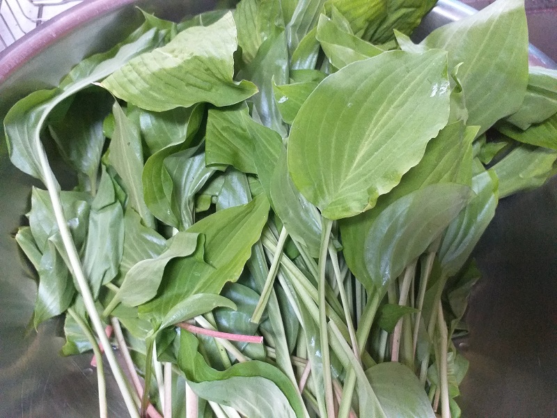 산마늘, 명이나물 장아찌