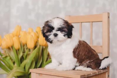 시츄/출처:어도비스톡