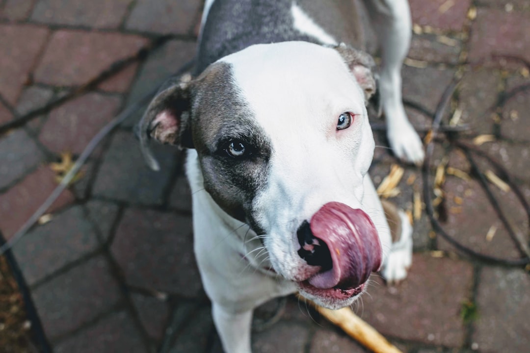 Licking