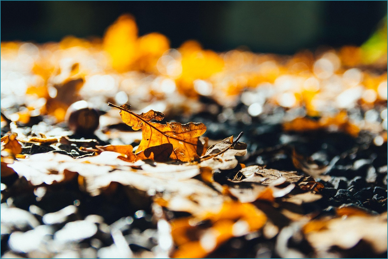 생방송 투데이 빵