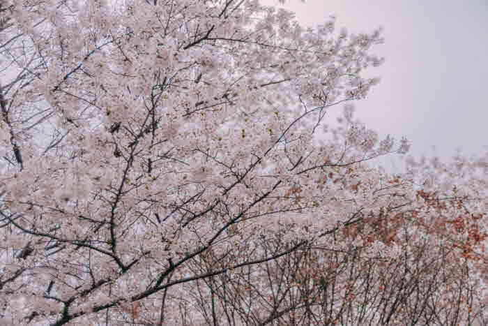 2024 전국 벚꽃 명소 추천