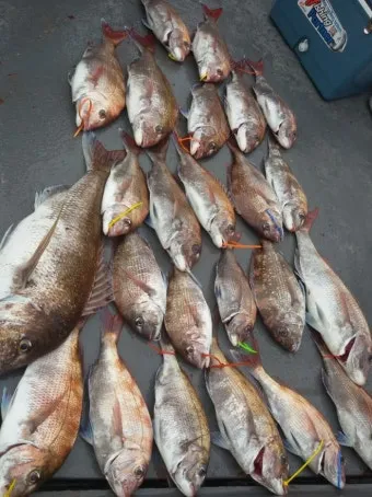 디낚 점주조황 인낚 부낚 어부지리 바다낚시_10