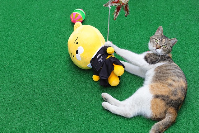 고양이 사냥 본능 자극하는 DIY 장난감 4가지