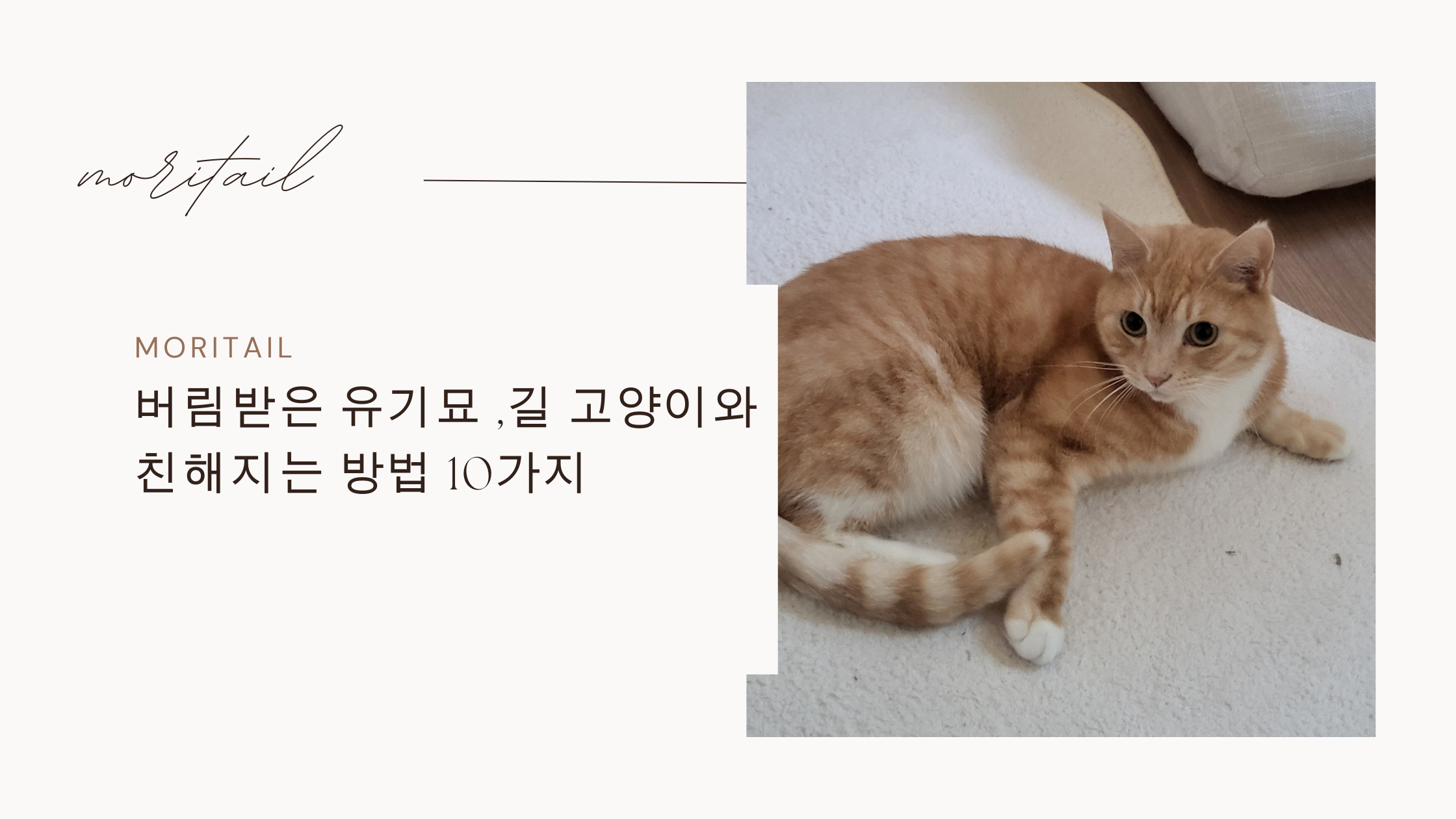버림받은 유기묘 ,길 고양이와 친해지는 방법 10가지