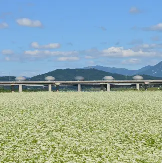 이포보 오토캠핑장 이포보 캠핑장 여주