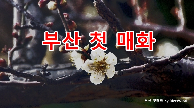 부산첫매화