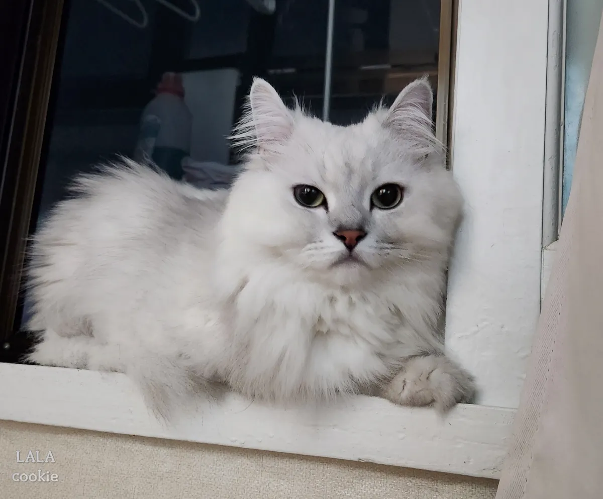 고양이호텔-펫시터-고민-창틀에-누워있는-고양이