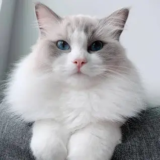 랙돌