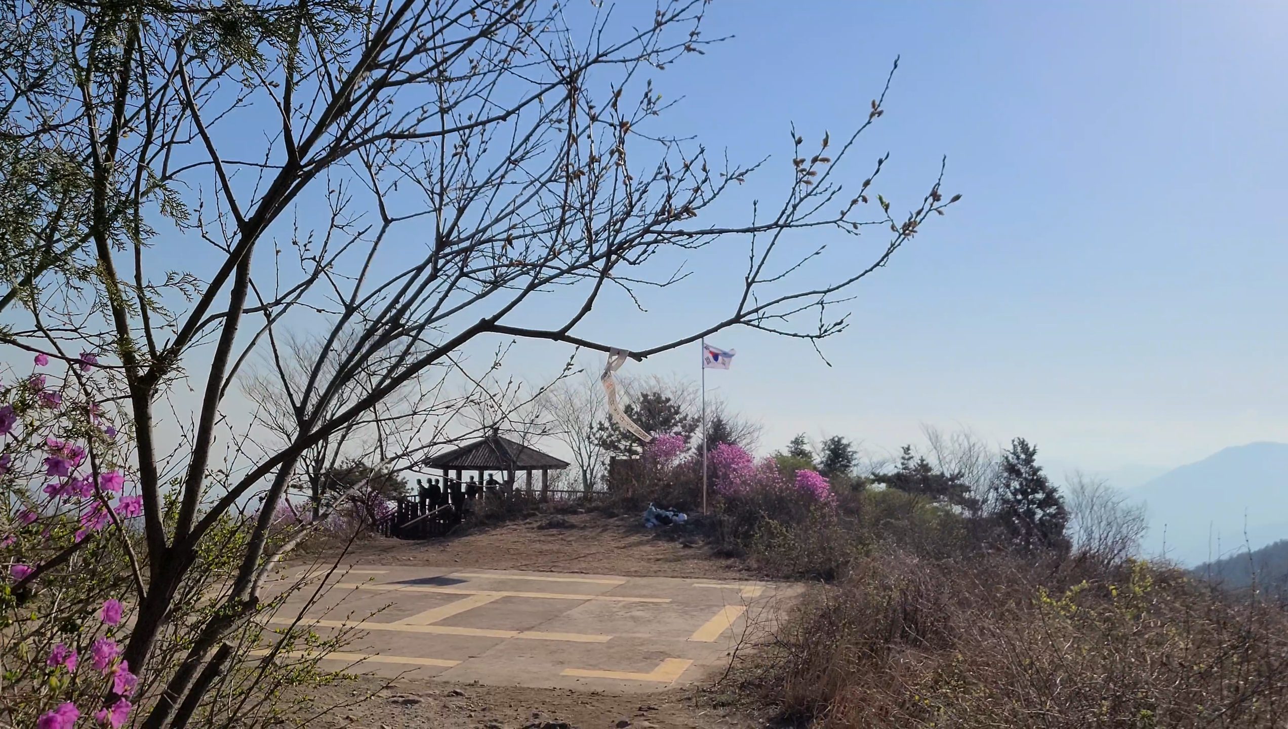 창원 천주산 진달래꽃 축제