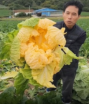 배추수확의달인