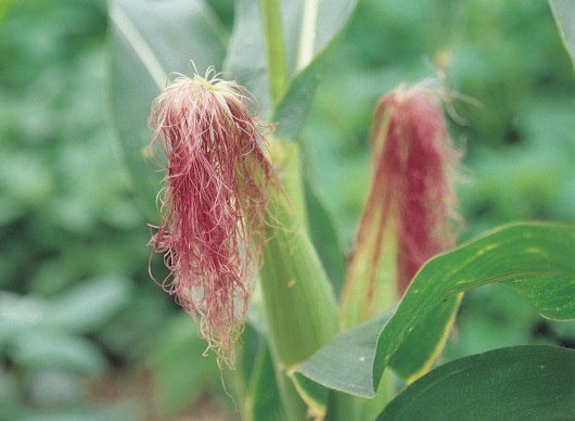옥수수수염 옥수수수염차 효능 부작용 주의사항