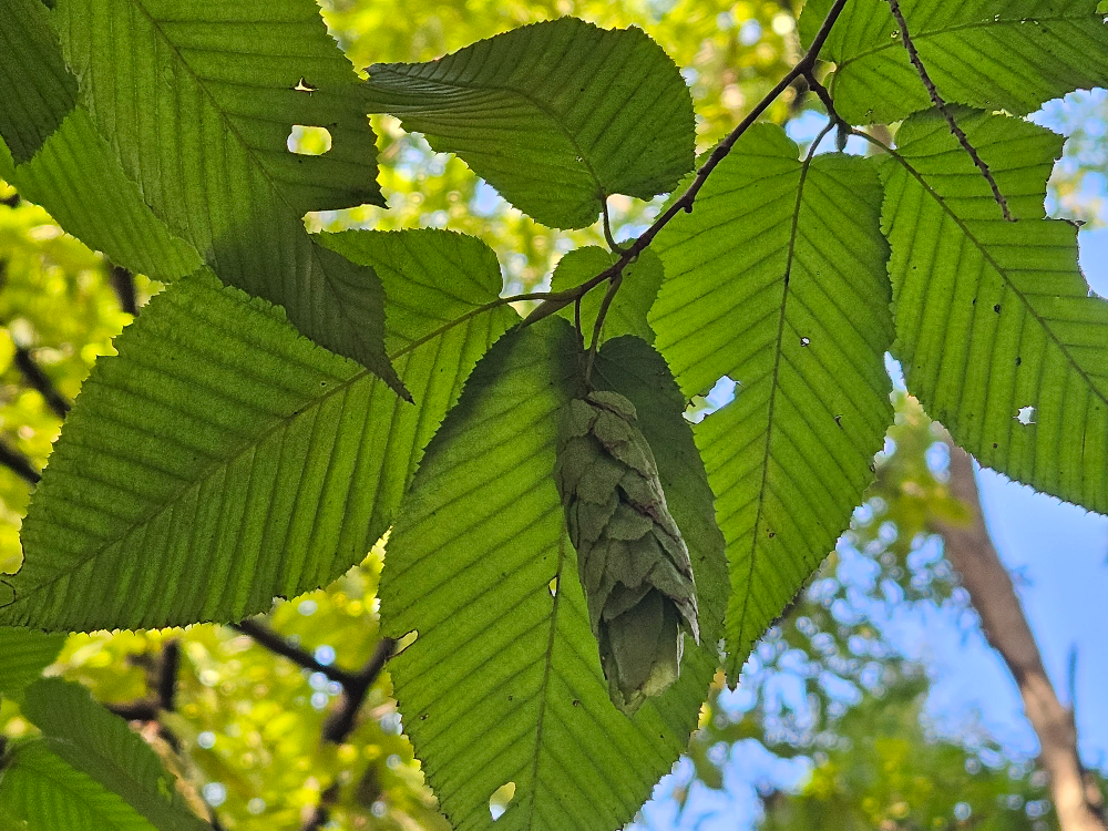 까치박달 열매