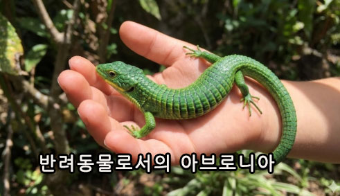 반려동물로서의 아브로니아