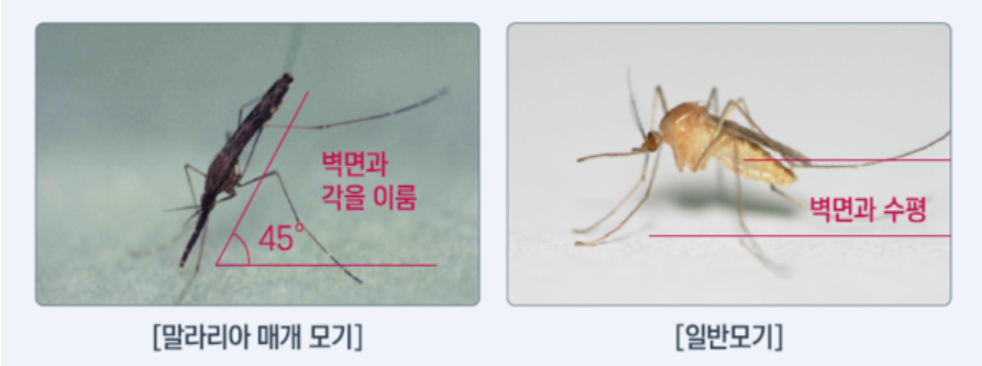 말라리아 모기