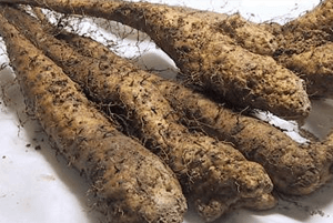 마 효능14